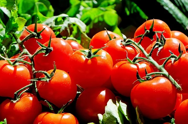 Línea Tomates